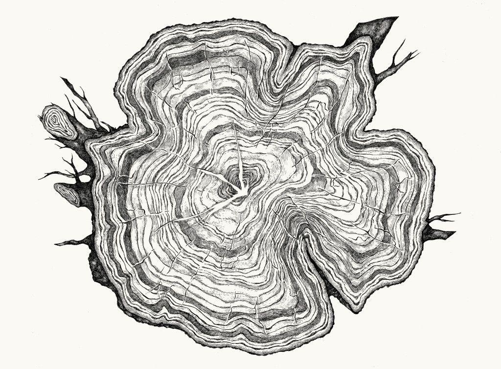 Годовой рисунок. Срез дерева. Дерево в разрезе. Срез дерева Графика. Срез дерева черно белый.